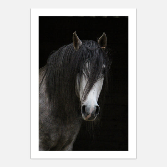 Andalusian horse poster