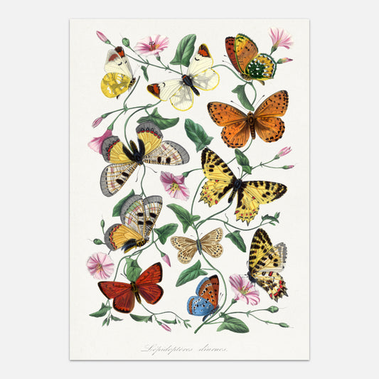 Butterflies poster