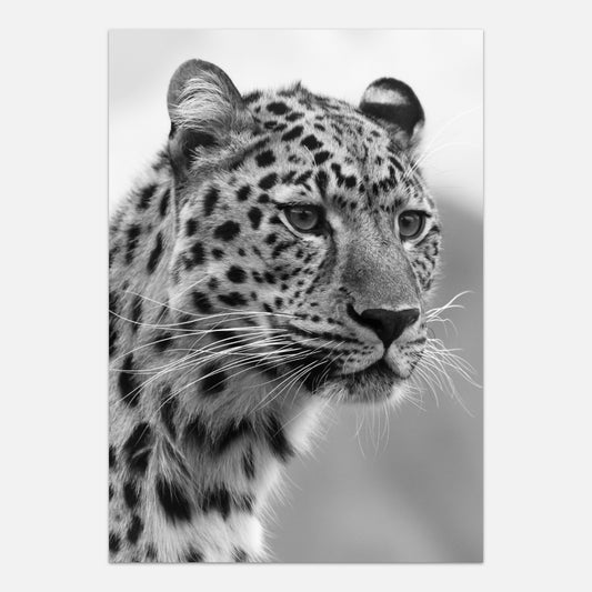 Leopard poster