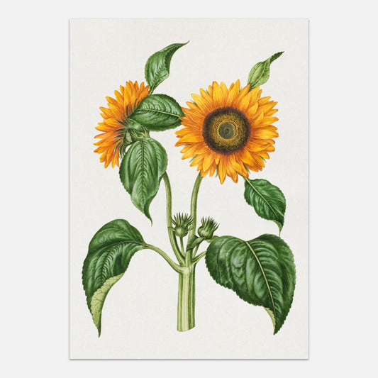 Sunflower poster