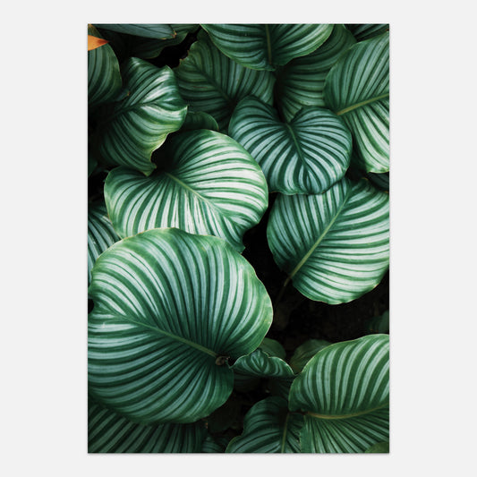 Tropical plant poster