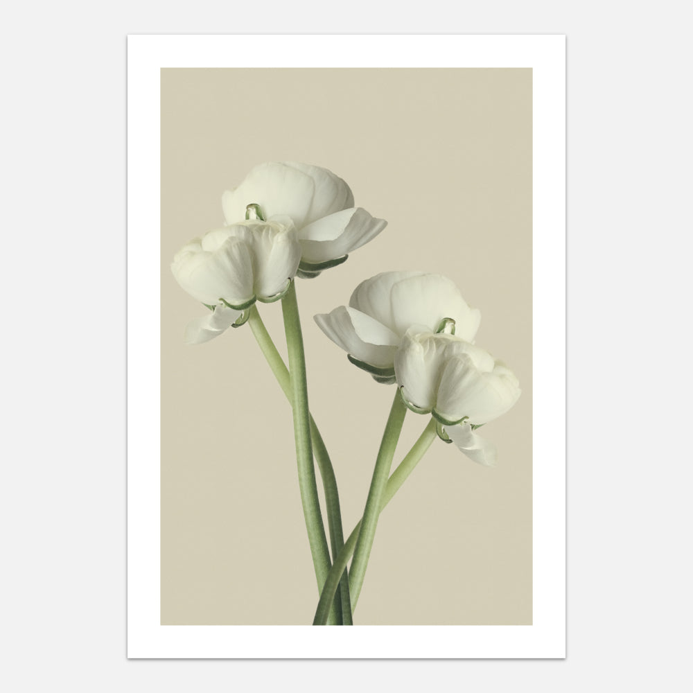 White flowers poster