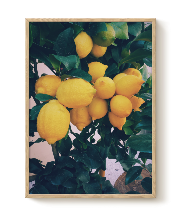 Lemon Tree poster