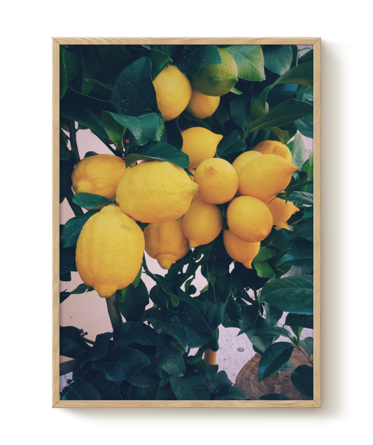 Lemon Tree poster