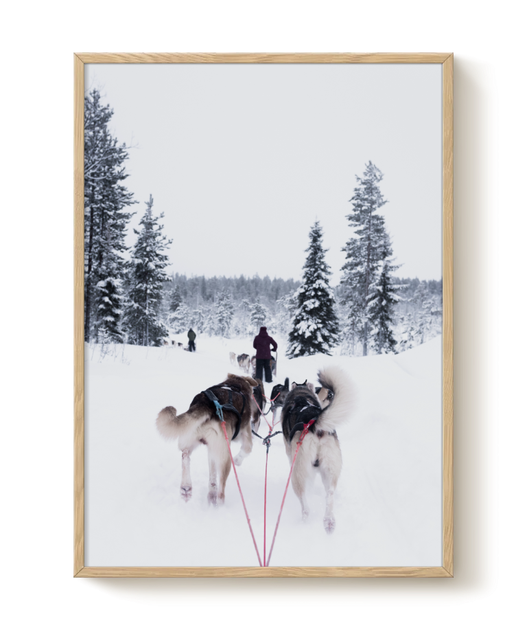 Sled dogs poster